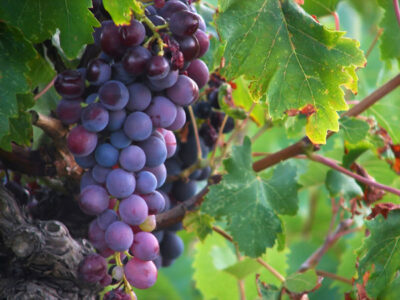 Wine Maker Guide to Making Homemade Wine Image